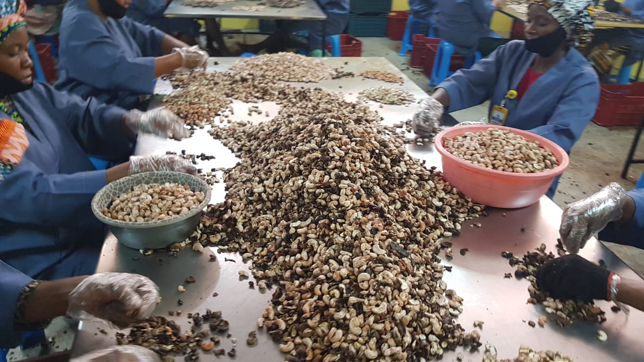 ieospc manual sorting and cleaning of cashew nut